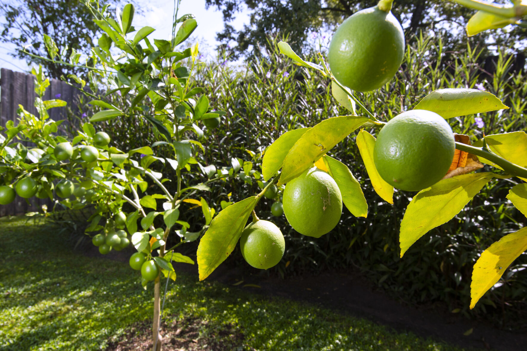 Wait for spring to prune citrus trees, and give it some thought before you do it